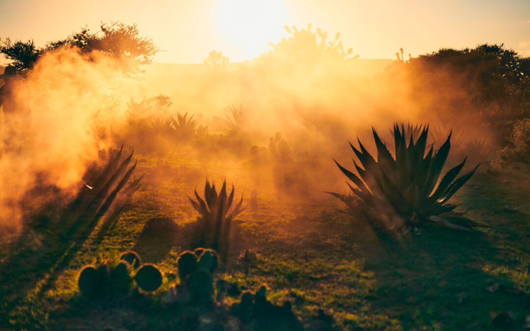 Descubre el agave Salmiana: tradición, sabor y sustentabilidad en el mundo del mezcal