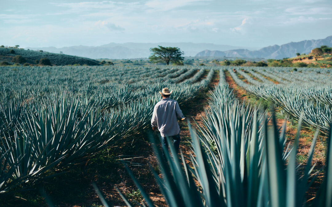 Raíces de sabor: la fascinante historia del tequila
