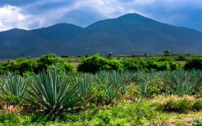 Agave Espadín: el alma del mezcal artesanal y su impacto cultural en México