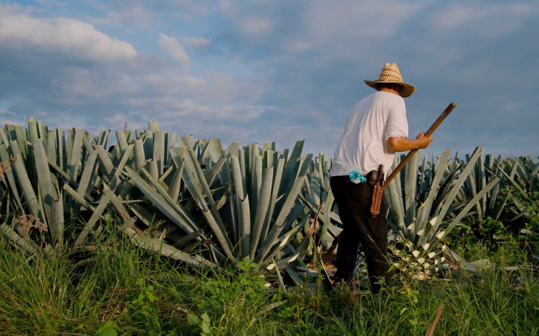 El Papel del Tequila y Mezcal en la Cultura Mexicana