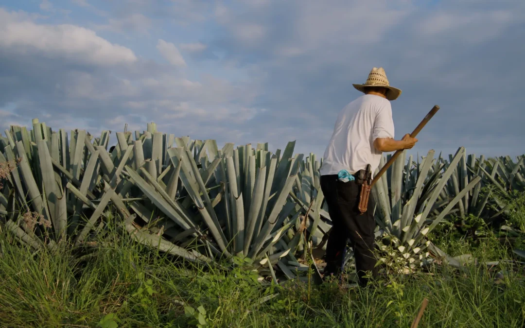 Mezcal Casa Don Ramón: Tradición, Innovación y Sostenibilidad