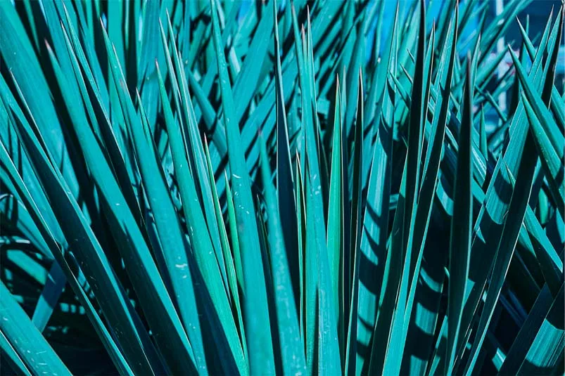 Agave Azul: El Secreto del Tequila de Alta Calidad de Don Ramón