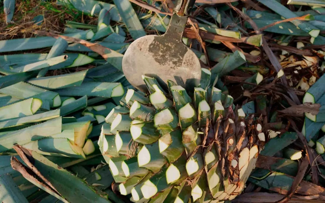 ¿Cómo se hace el tequila? El Arte Detrás de Cada Gota de Don Ramón